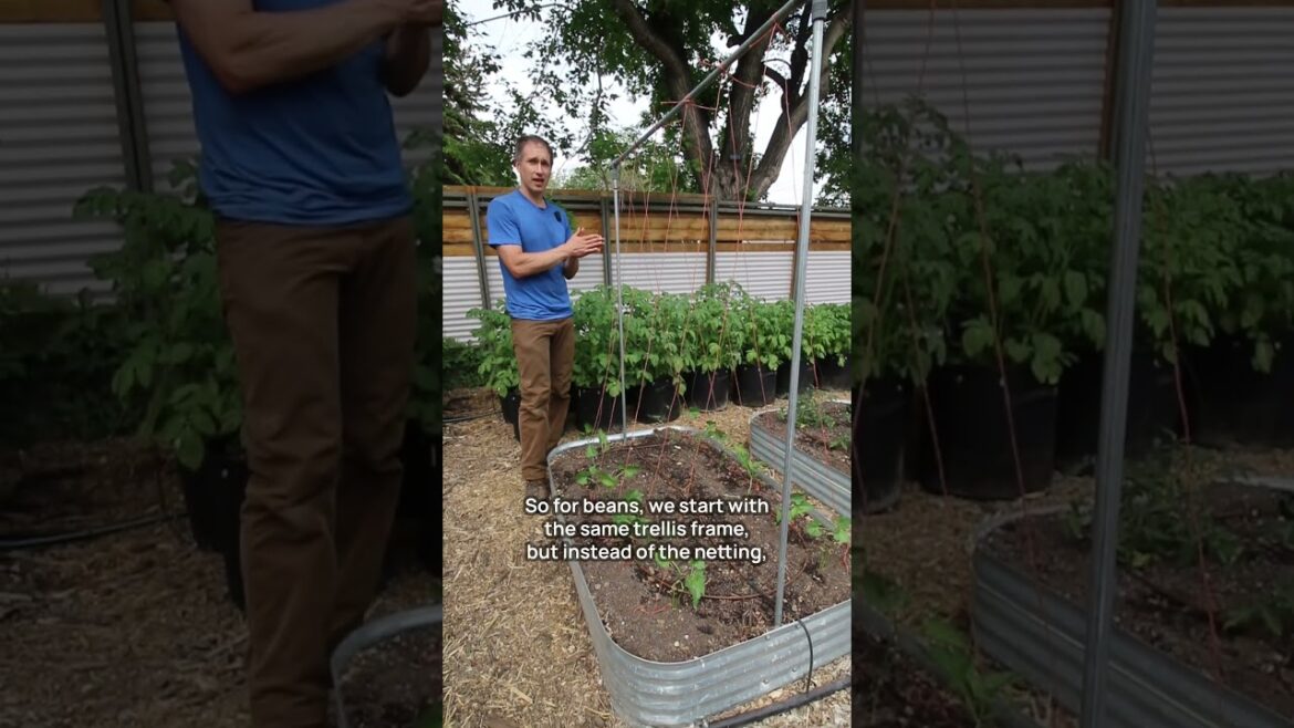 The Difference Between Trellising Beans and Peas The Difference Between Trellising Beans and Peas