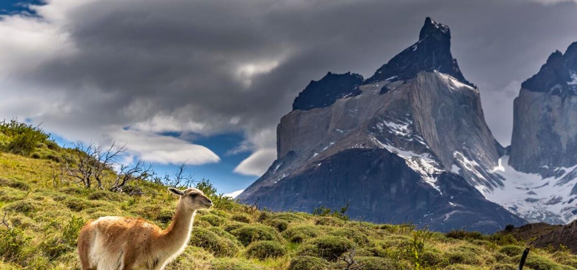 Celebrating A Famous Wine Woman’s Legacy And Love For Chilean Wines