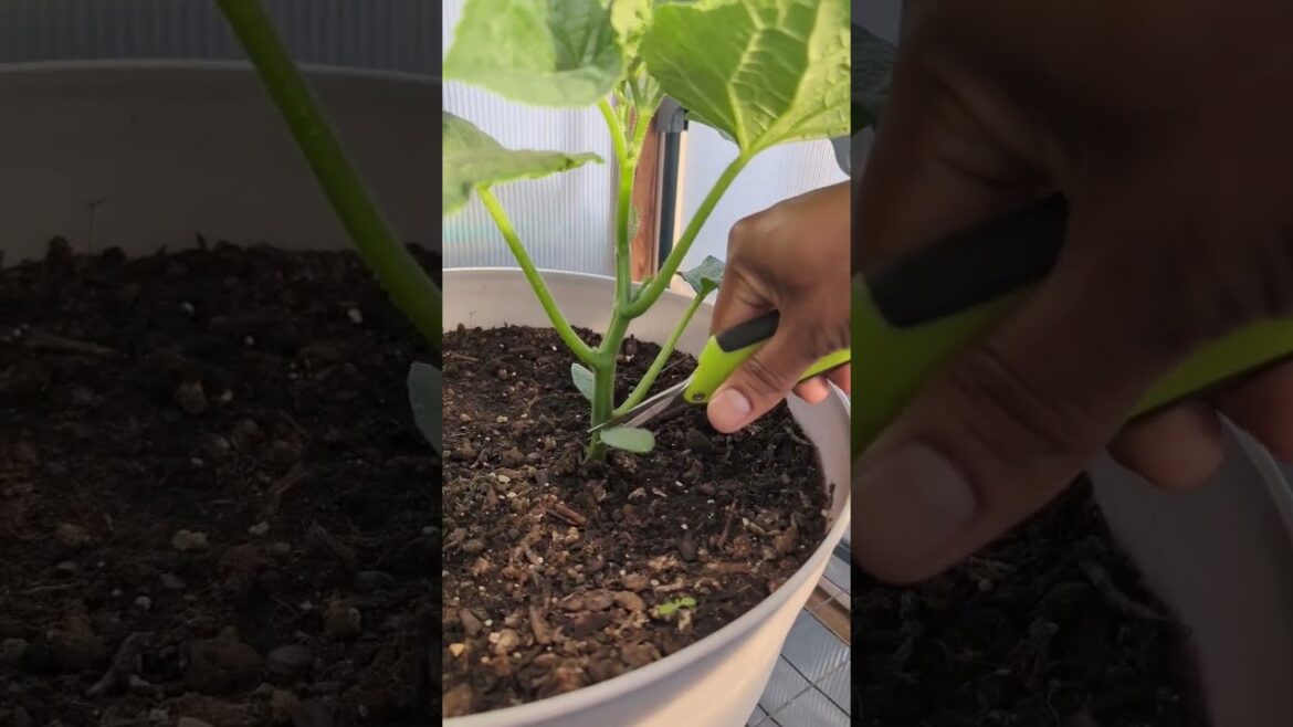 Simple Pruning tips for Cucumbers ! Maximum production ! #gardening #garden