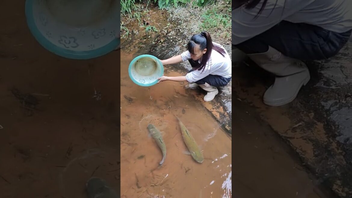 Paul cuffaro, fish trap homemade, catch em all fishing, freshwater fishing, easy diy Paul cuffaro, fish trap homemade, catch em all fishing, freshwater fishing, easy diy