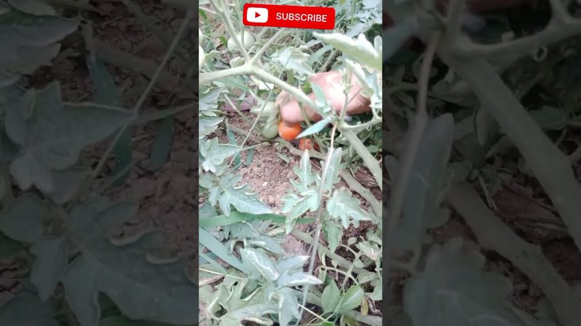 Tamatar #shorts #shortvideo #vegetablegardening Tamatar #shorts #shortvideo #vegetablegardening
