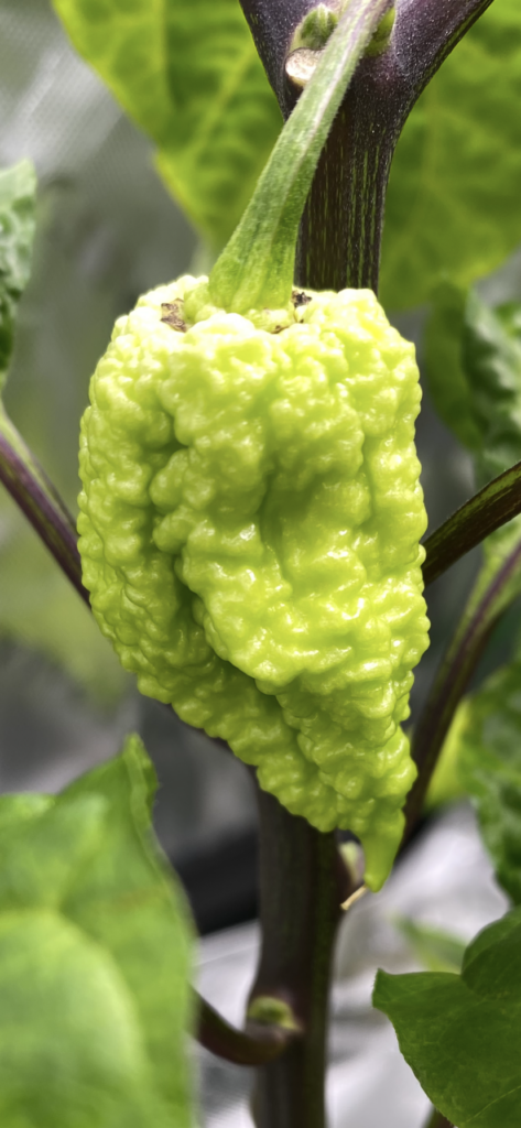 This pod is starting to look gnarly (RB003)