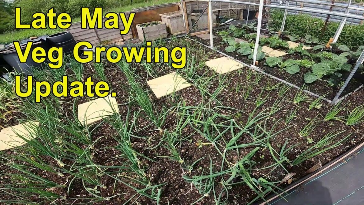 Vegetable Gardening Update UK Late May Vegetable Gardening Update UK Late May
