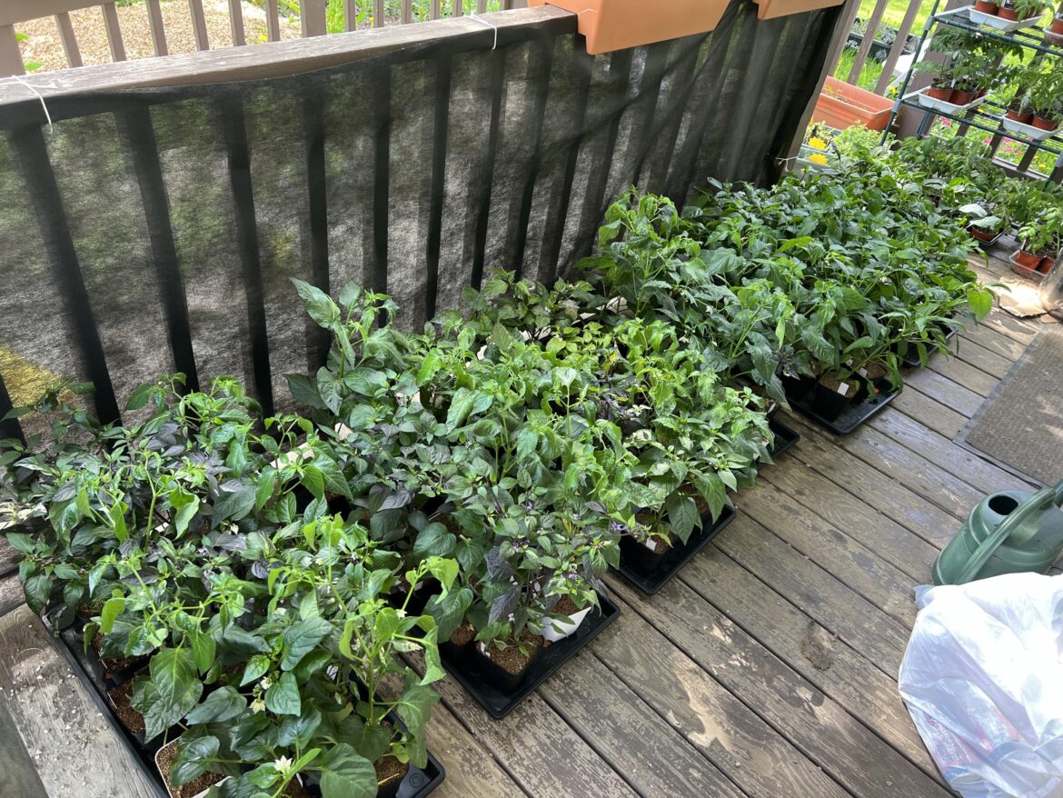 Peppers are finally outside to harden off before planting Peppers are finally outside to harden off before planting