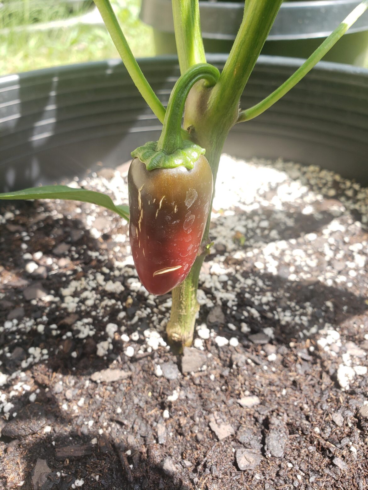 My kids picked my pepper early… My kids picked my pepper early...