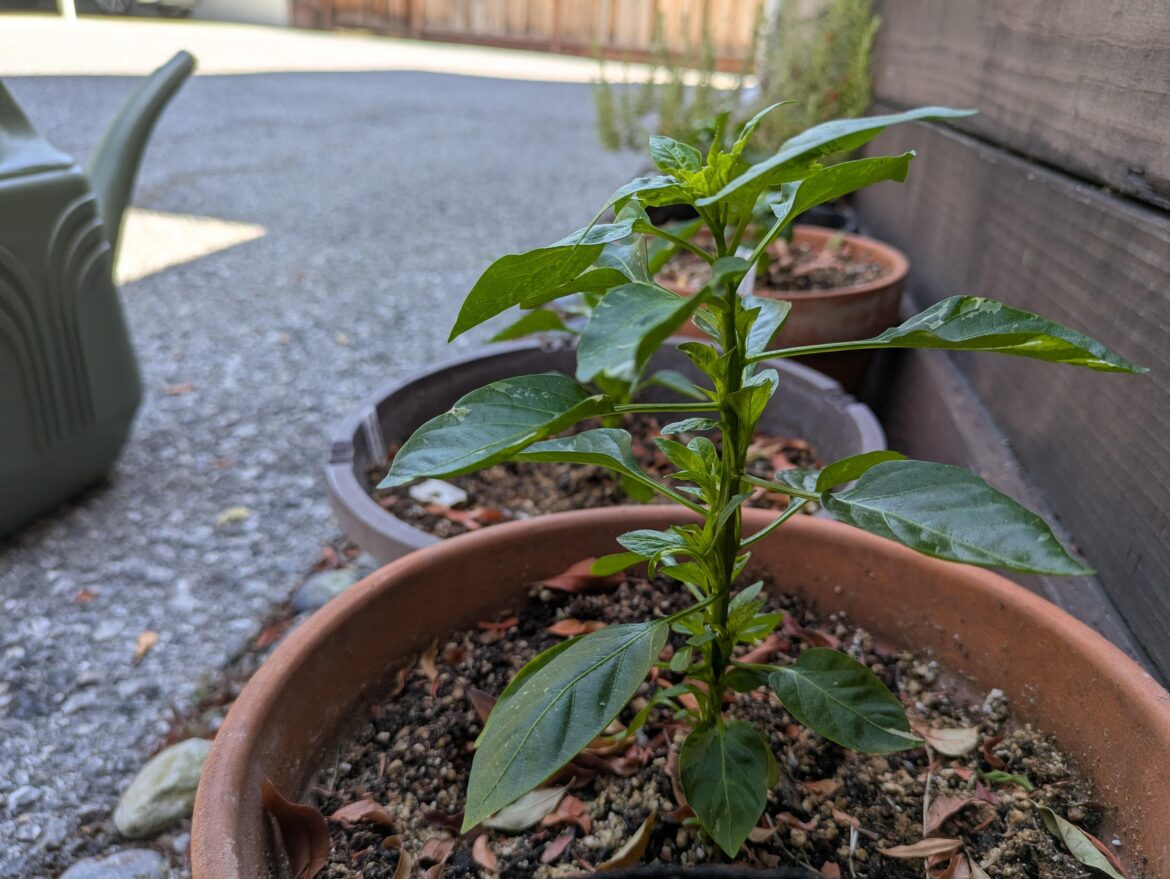 Why is my fish pepper plant back budding so vigorously?