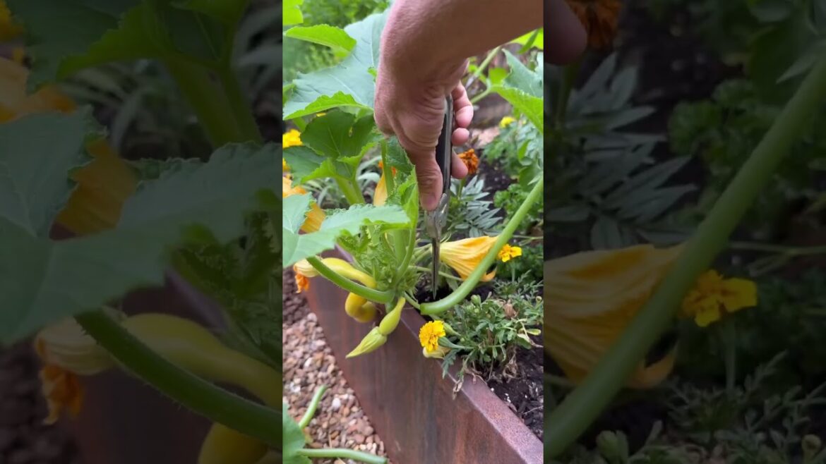 Get The Most Out Of Your Summer Squash With This Tip Get The Most Out Of Your Summer Squash With This Tip