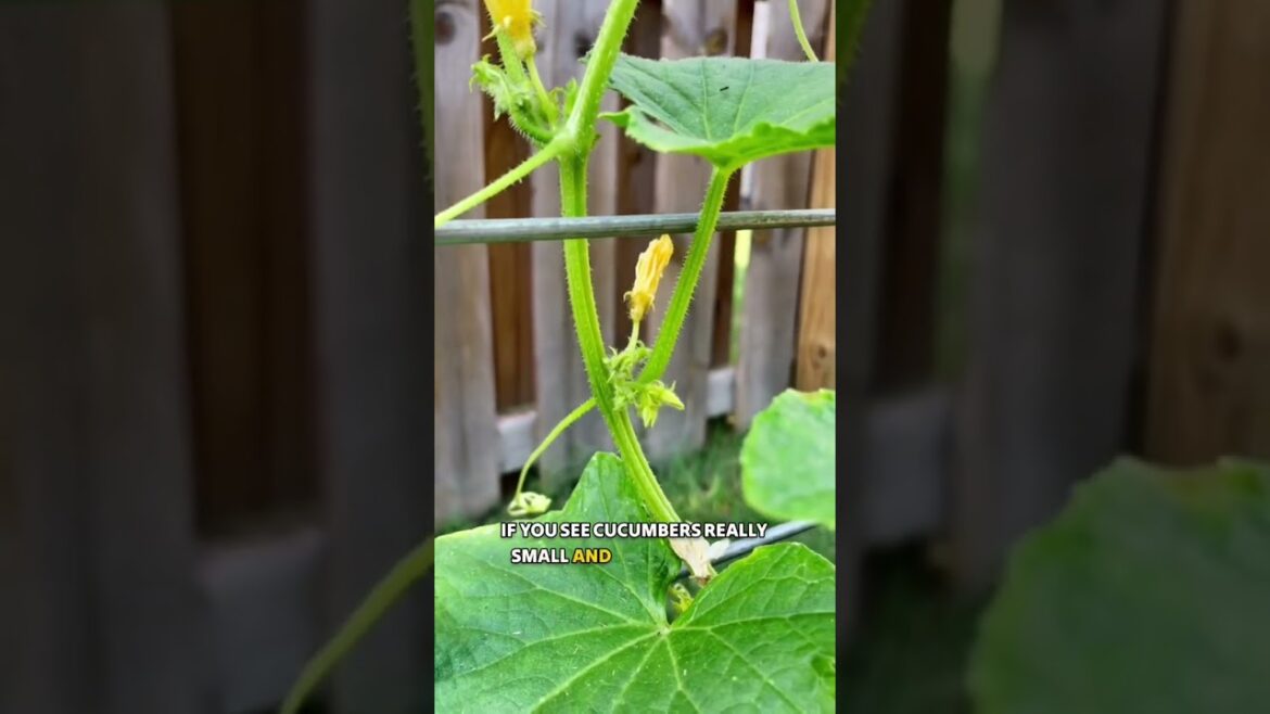 Growing Cucumbers – gardening tips Growing Cucumbers - gardening tips