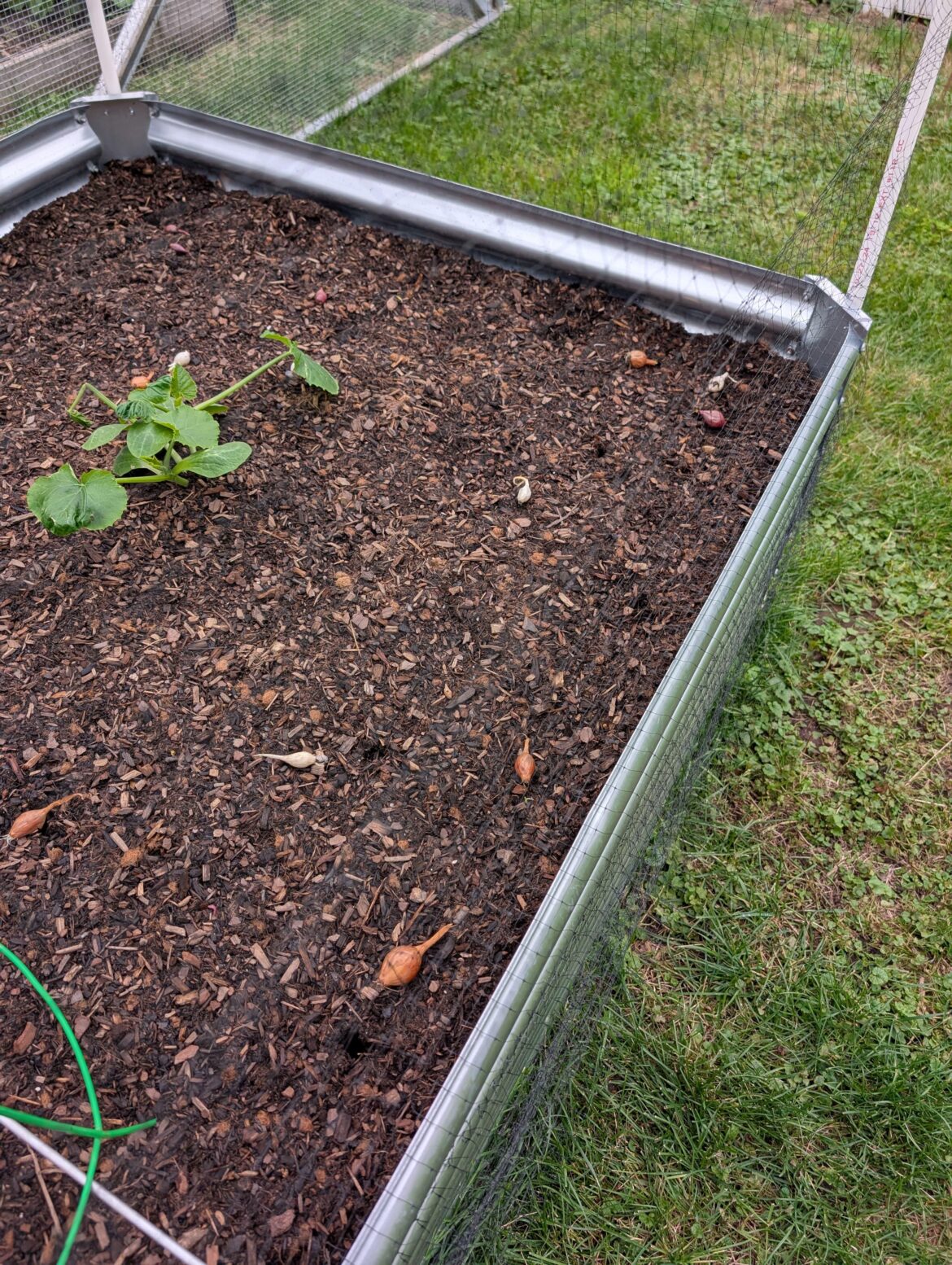 Why do my onion starts keep popping out of the dirt?? Why do my onion starts keep popping out of the dirt??