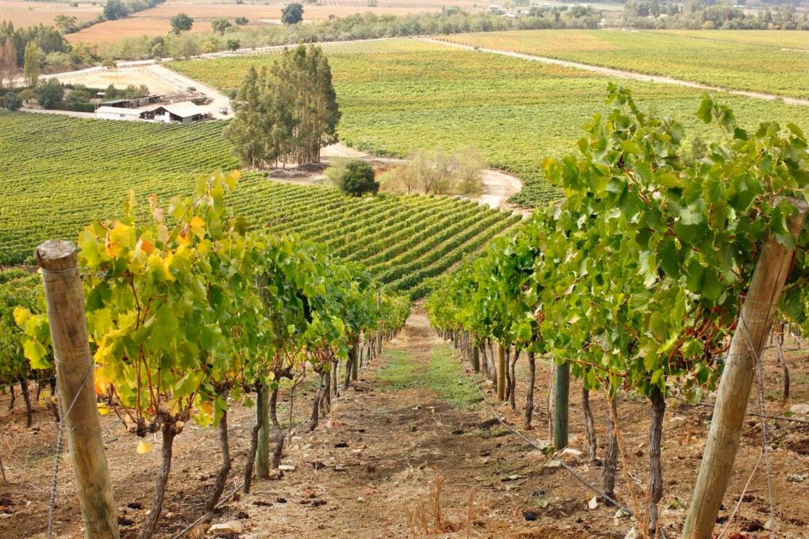 10 Delectable Chilean Wines To Sip