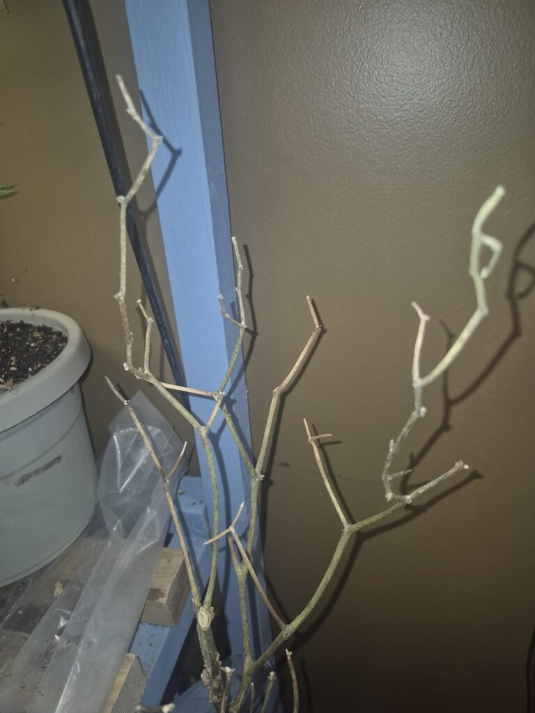 Did I kill my plants in the cold?