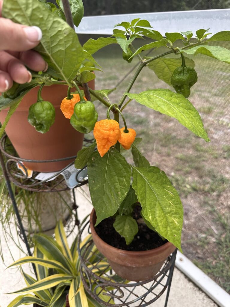 Are these Reapers ripe or will turn red?