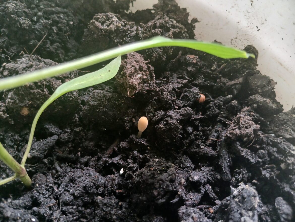 There's a mushroom with my pepper plant what should I do