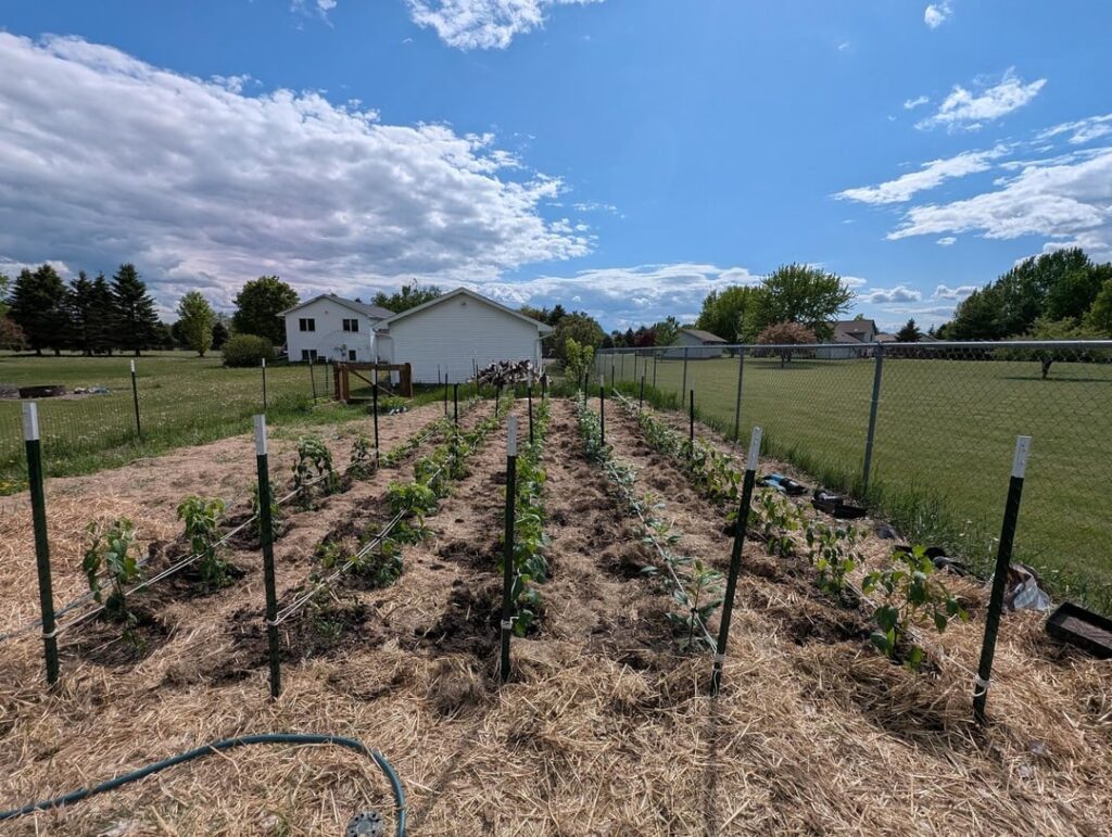 The 2025 Hot Sauce Garden is in!