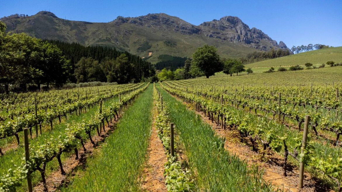 Unlock your vineyard’s potential with expert wine guide