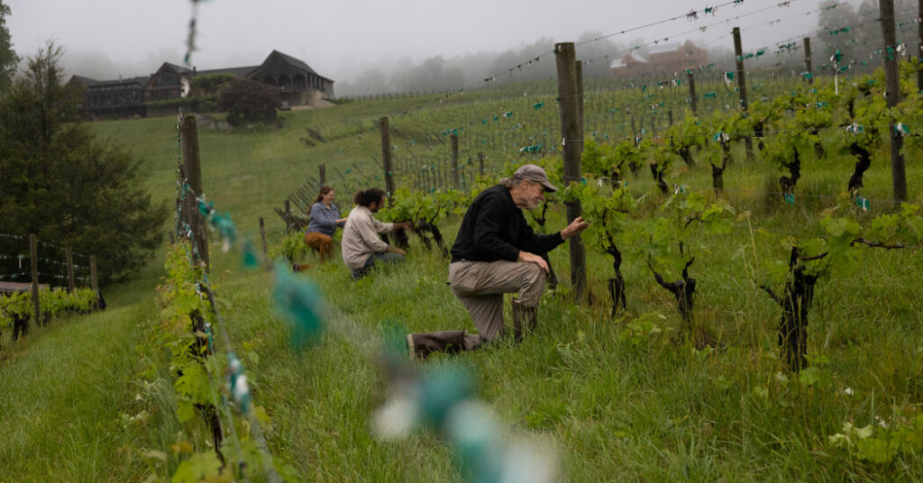 Virginia Wines Grow Up - The New York Times