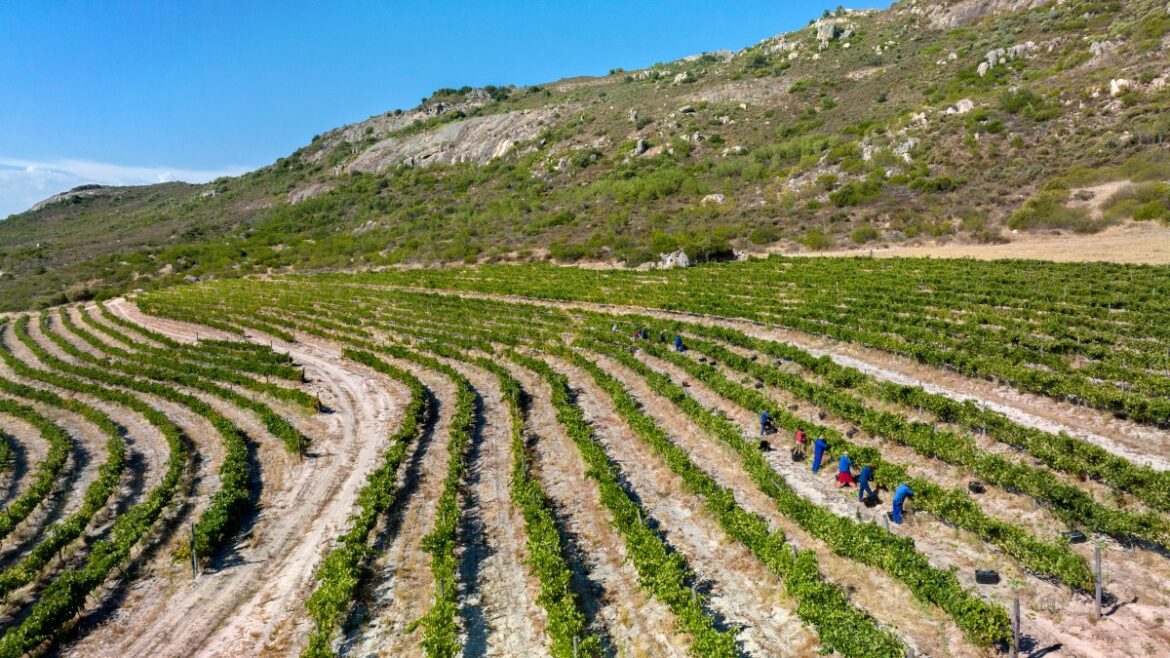 South Africa’s most exciting wines, vineyards and vintners