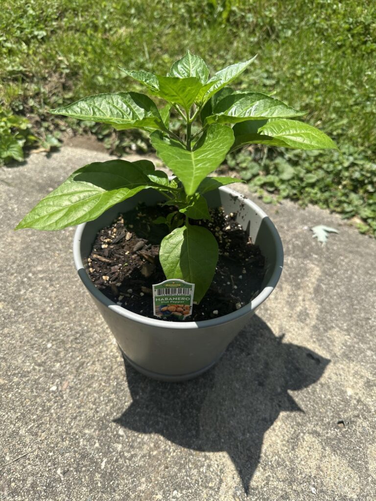 My 1.5-2m habanero that I watch like a hawk. Hope I get nice peppers(first time pepper parent)
