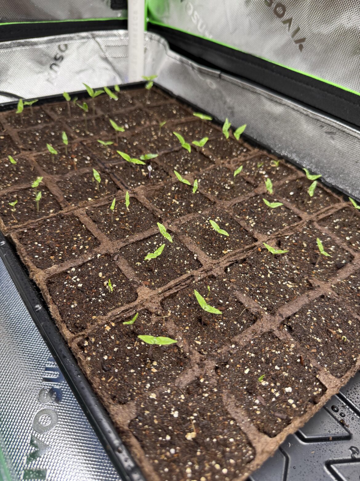 Reaper Germination 🔥