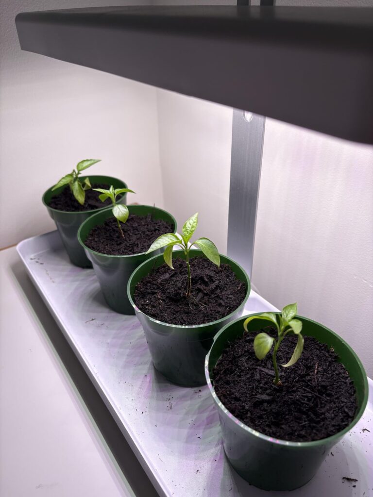 Growth had stalled, this is just four days after adding some fish fertilizer!