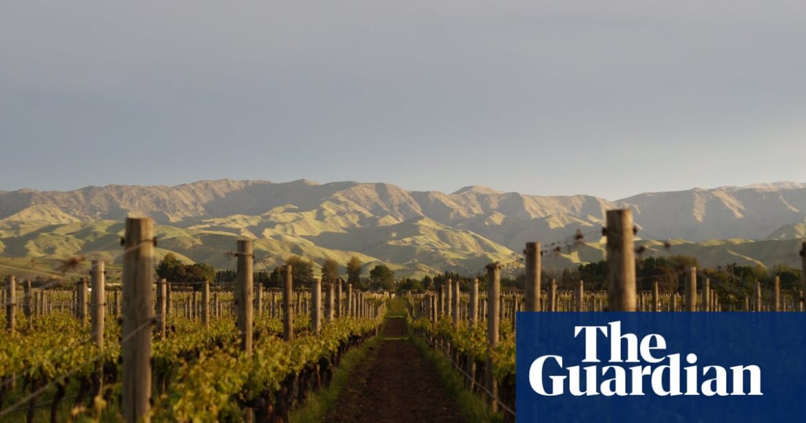 Why we shouldn’t turn up our noses at New Zealand sauvignon blanc | Wine