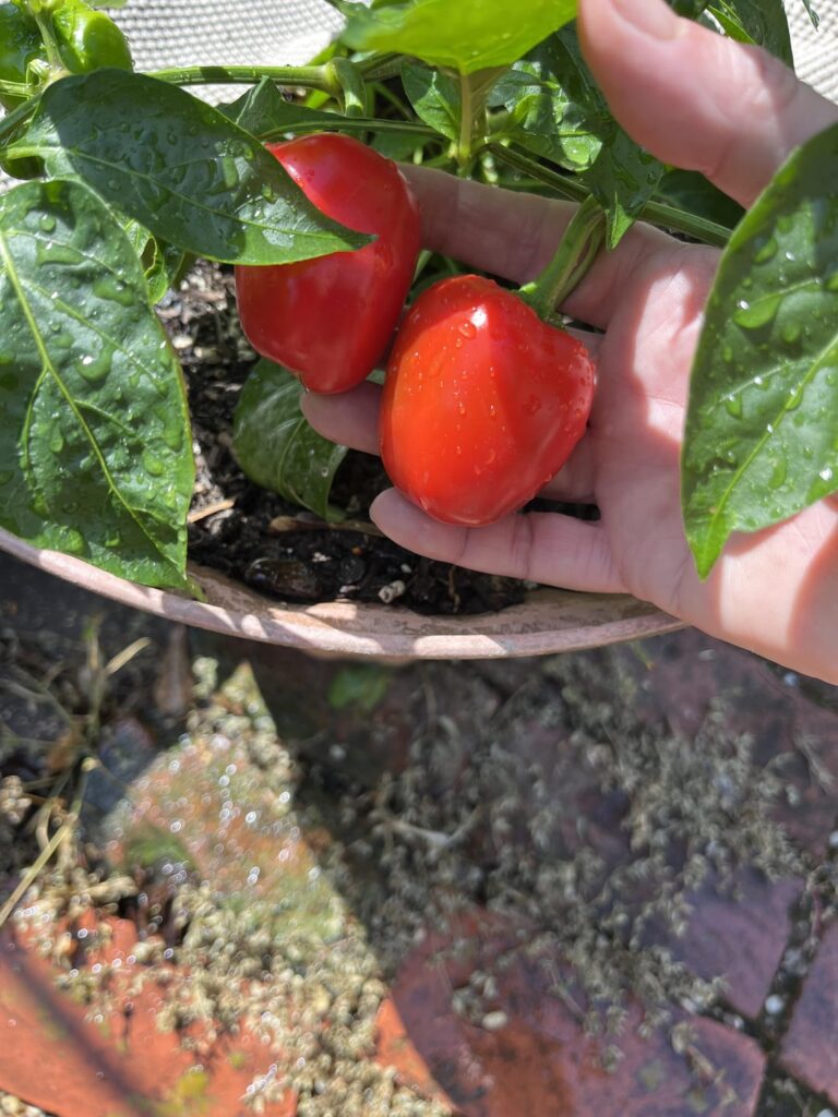 I also planted bell peppers purchased at the farmers market and these are not bell peppers!!