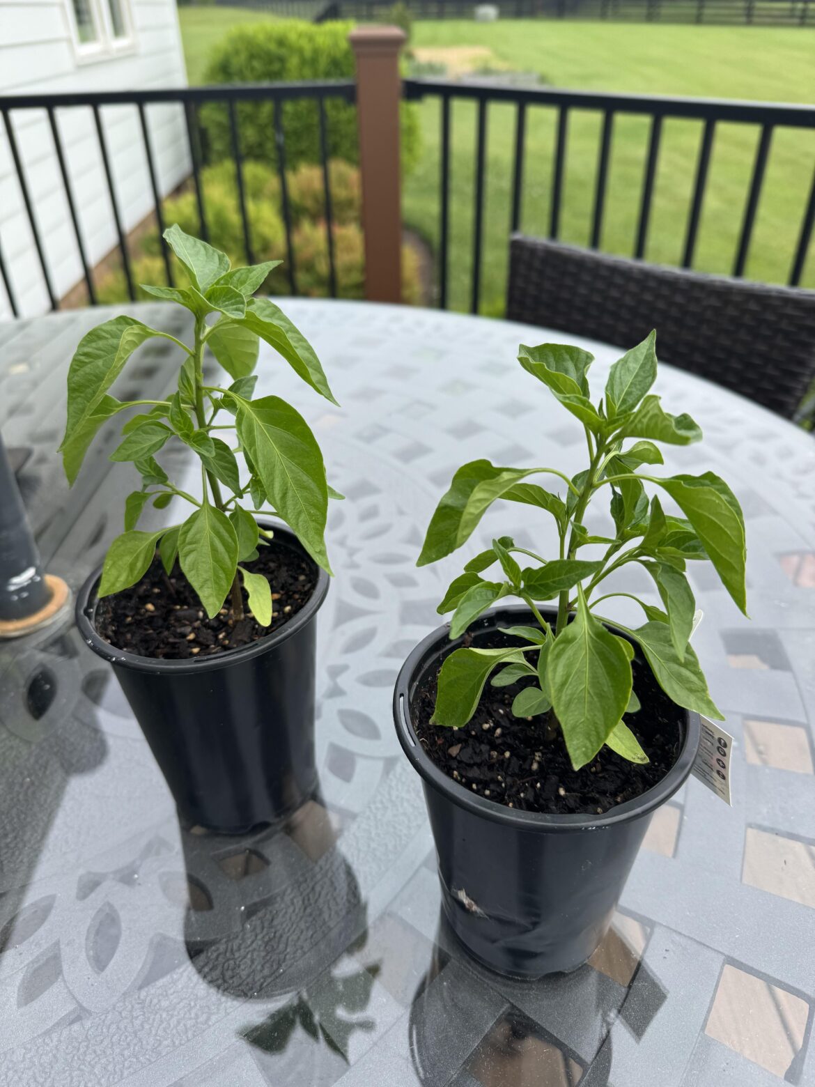 These Serranos keep looking bad.  I’ve watered, not watered, provided extended time in the shade, and given sun.  Any tips?