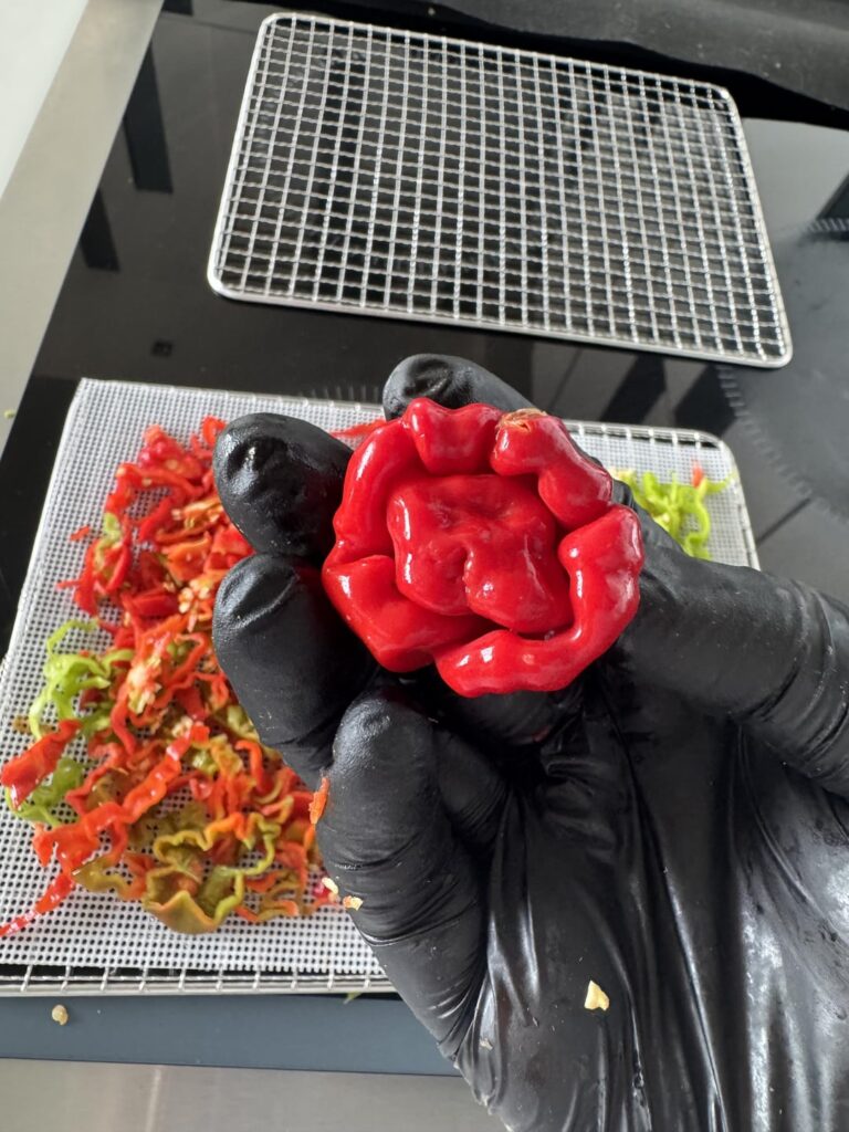 Uncut Willy Mutation