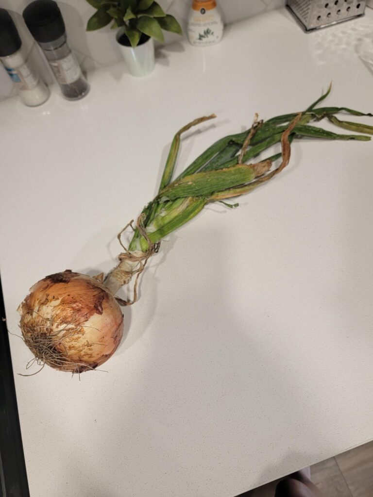 My dad grew some of these in his suburban backyard and was very proud