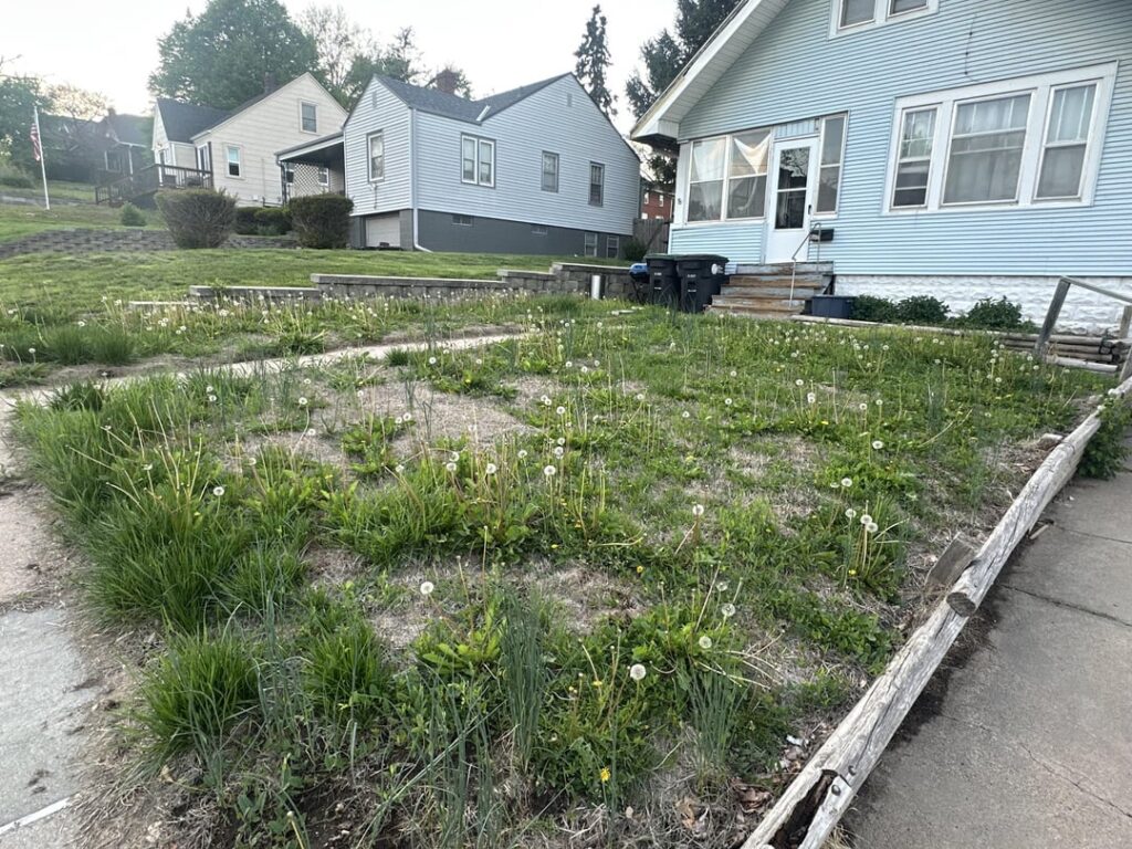 Neighbors lawn is mostly wild onions Neighbors lawn is mostly wild onions