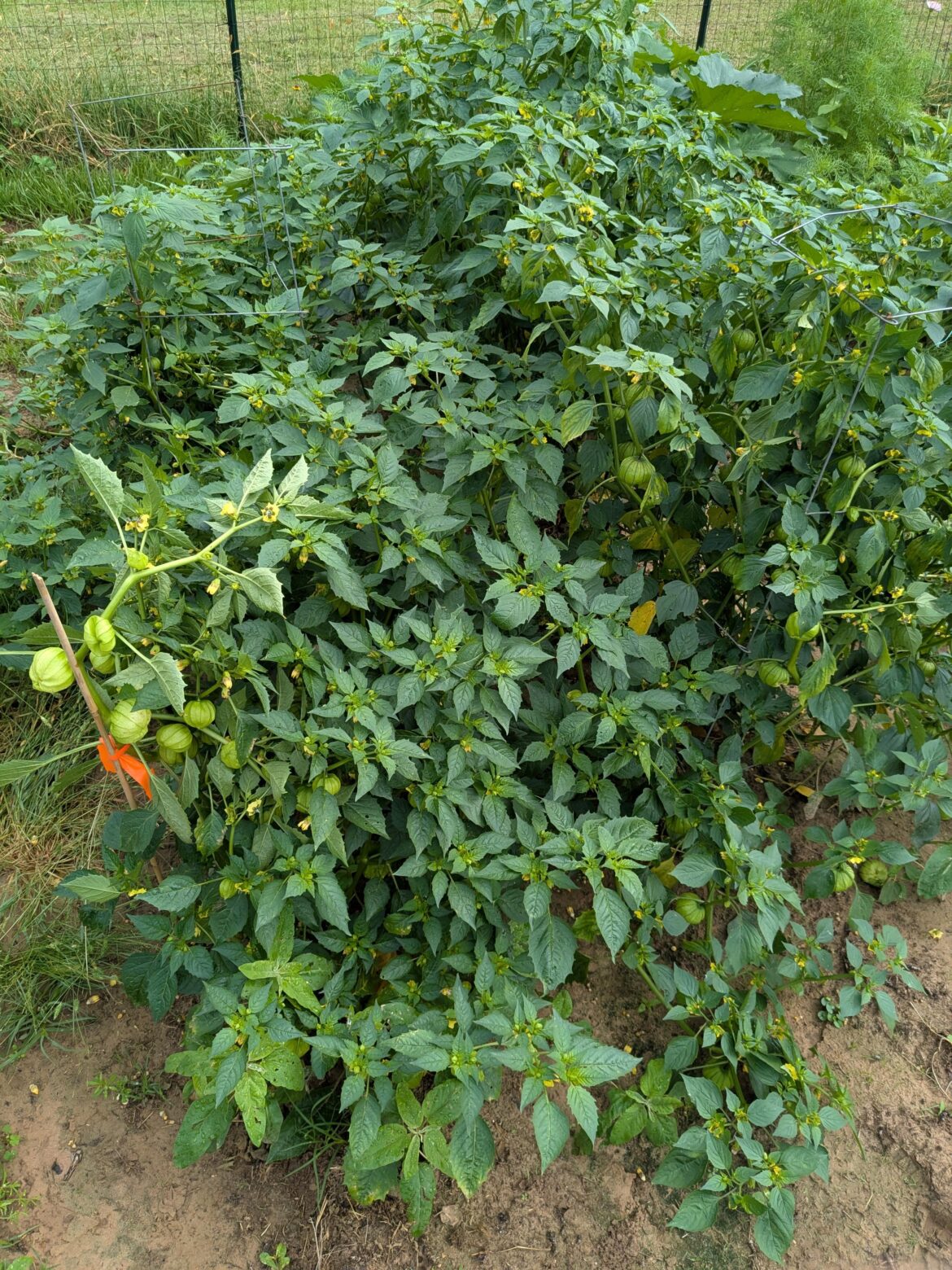 Tomatillos are out of control! Tomatillos are out of control!