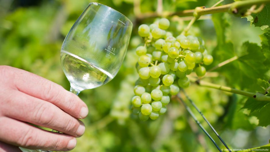 Large German wine harvest in 2018 – DW – 09/19/2018 Large German wine harvest in 2018 – DW – 09/19/2018