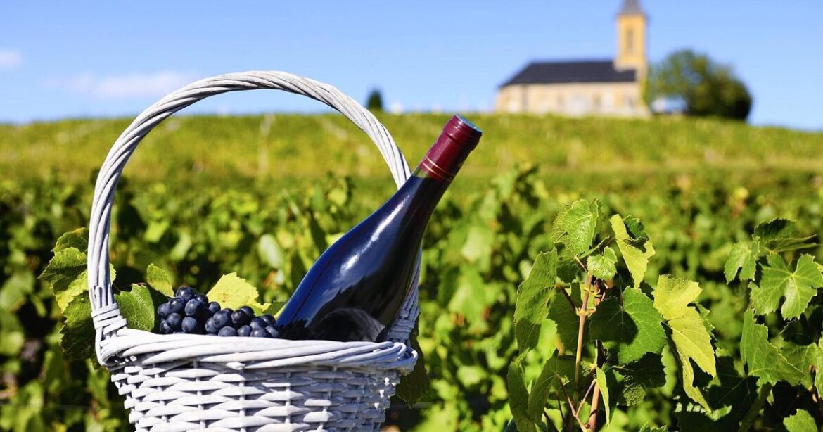 The best bargains from the French wine sale