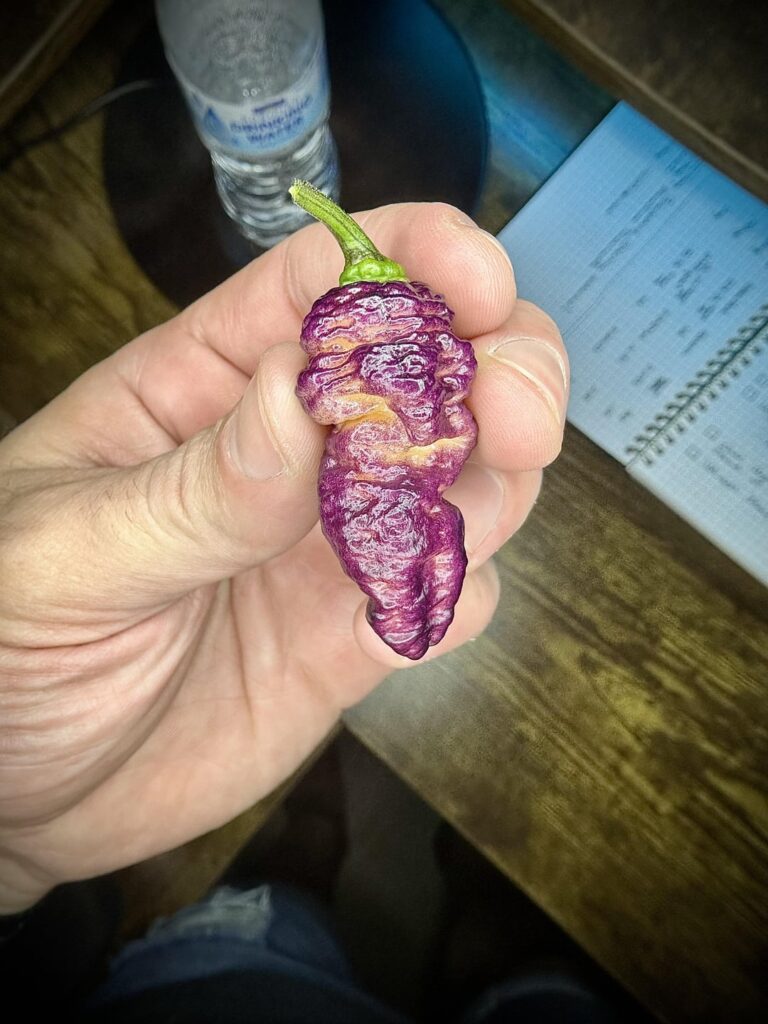 Thor’s Thunderbolt by Ohio Peppers Thor’s Thunderbolt by Ohio Peppers