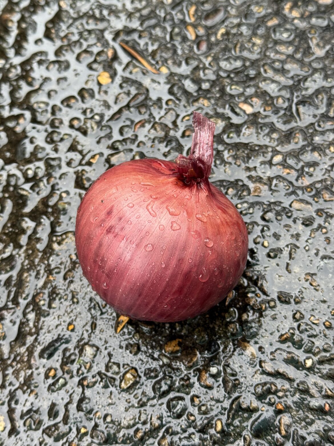 Treasure! Found this beauty lying abandoned on a rainy pavement