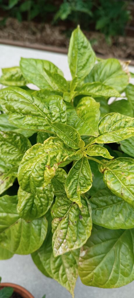 What is happening to my madame jeanette's?