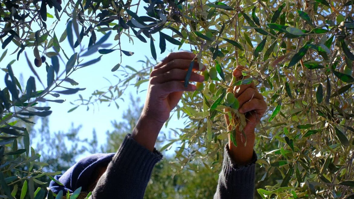 Record Performances and Global Standouts at 2025 NYIOOC Olive Oil Times
