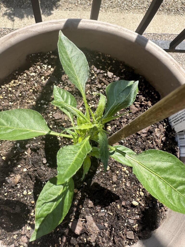 Thai Chili’s look stressed?