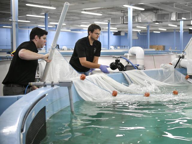 Branzino, a Mediterranean Fish, Is Being Farmed in Connecticut comscore no script image