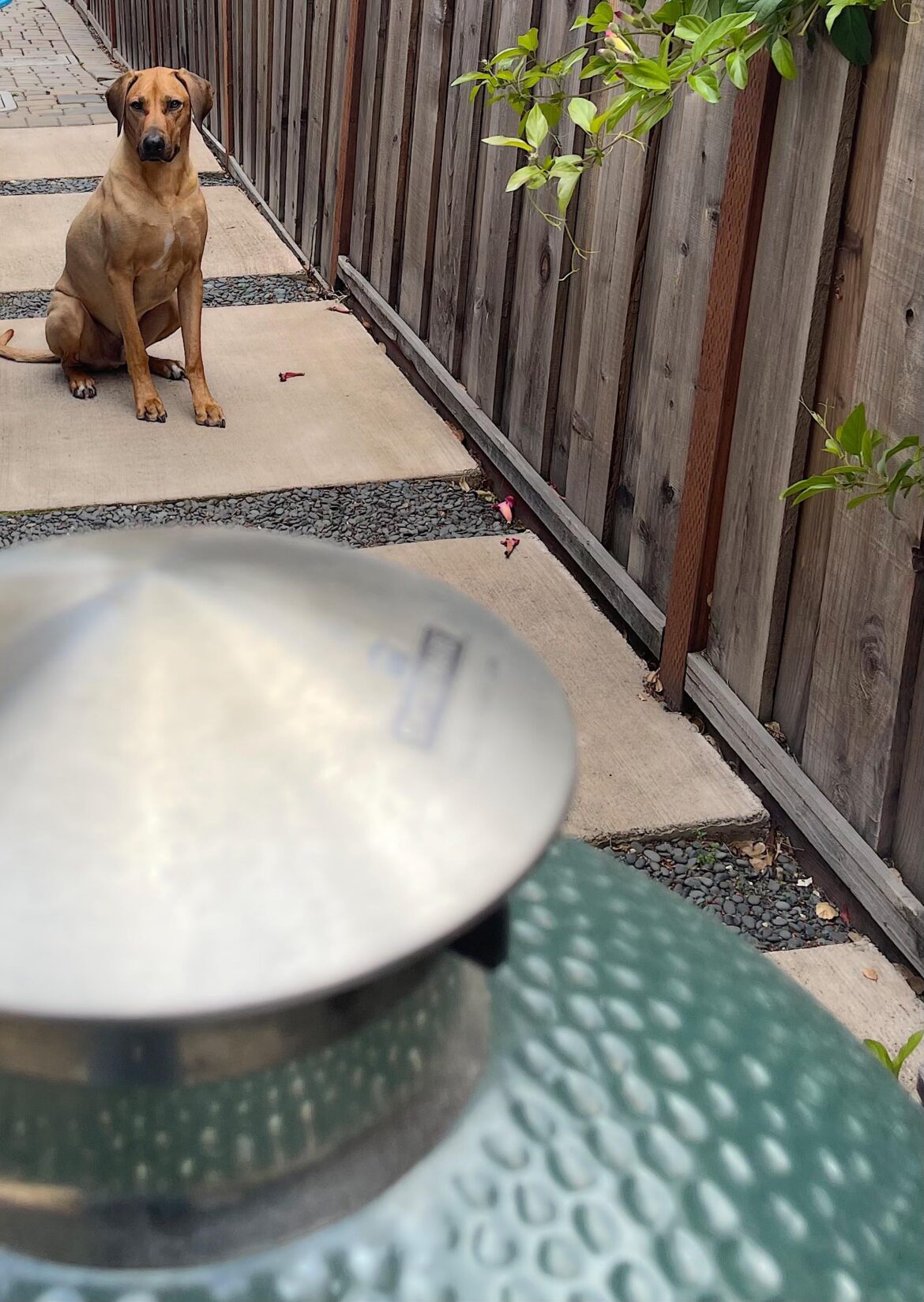 My dog loves the bge.