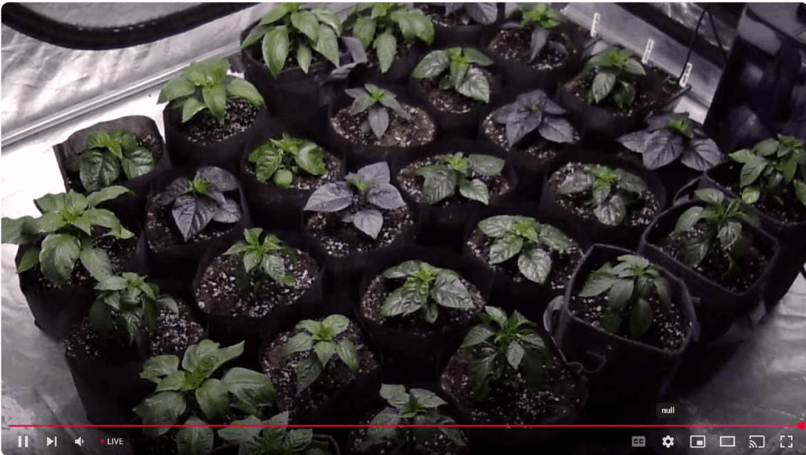 Best $20 addition to the tent, a cheap webcam.