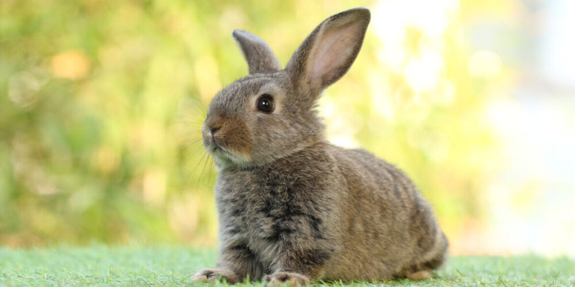 French town overrun by rabbits puts up posters of… rabbit stew recipe