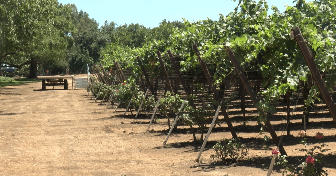 New Clairvaux Vineyard in Vina to celebrate 25 years of wine making | News New Clairvaux Vineyard in Vina to celebrate 25 years of wine making | News