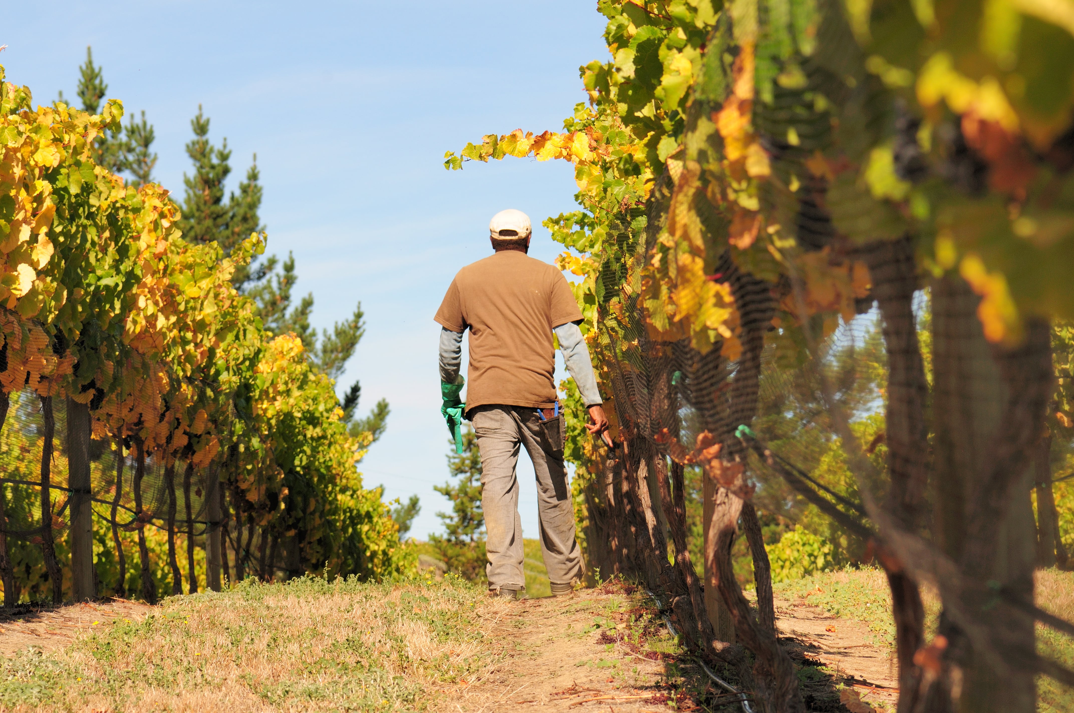 Tending to vines in Central Otago