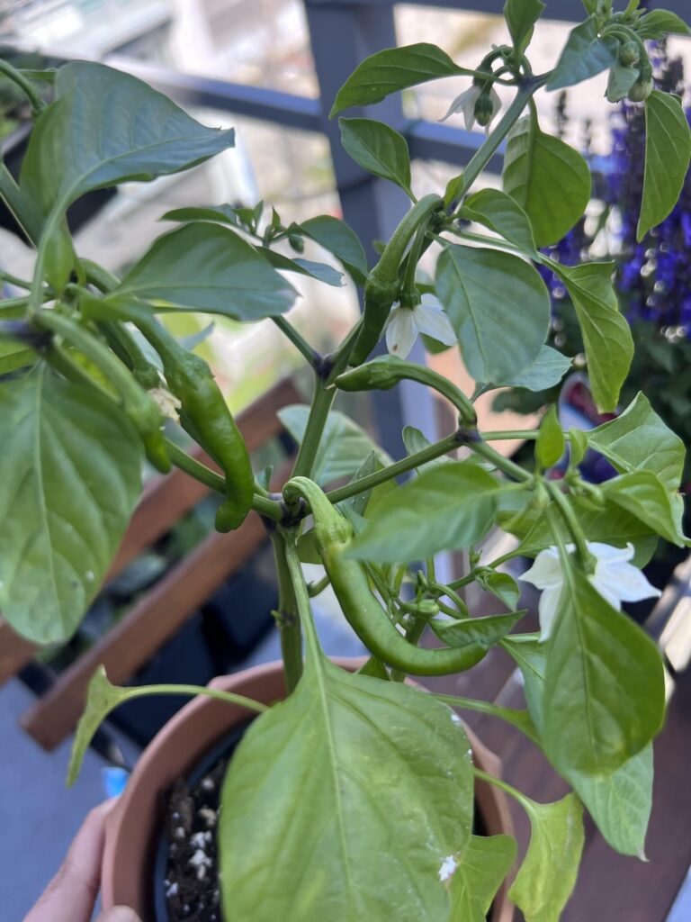 Hobby Gardening is so rewarding 🥰