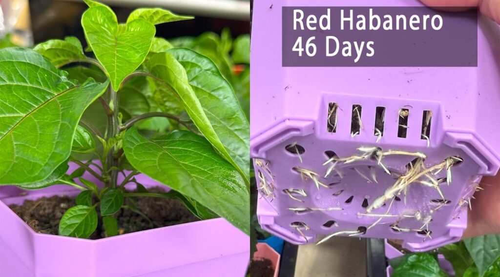 Almost ready to plant!