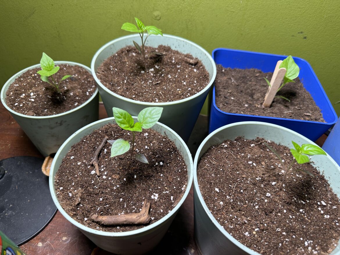 Repotted my peppers I have 0 idea what seeds I planted