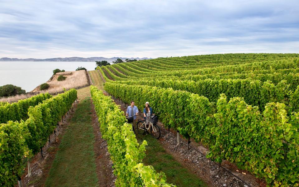 Marlborough wine region