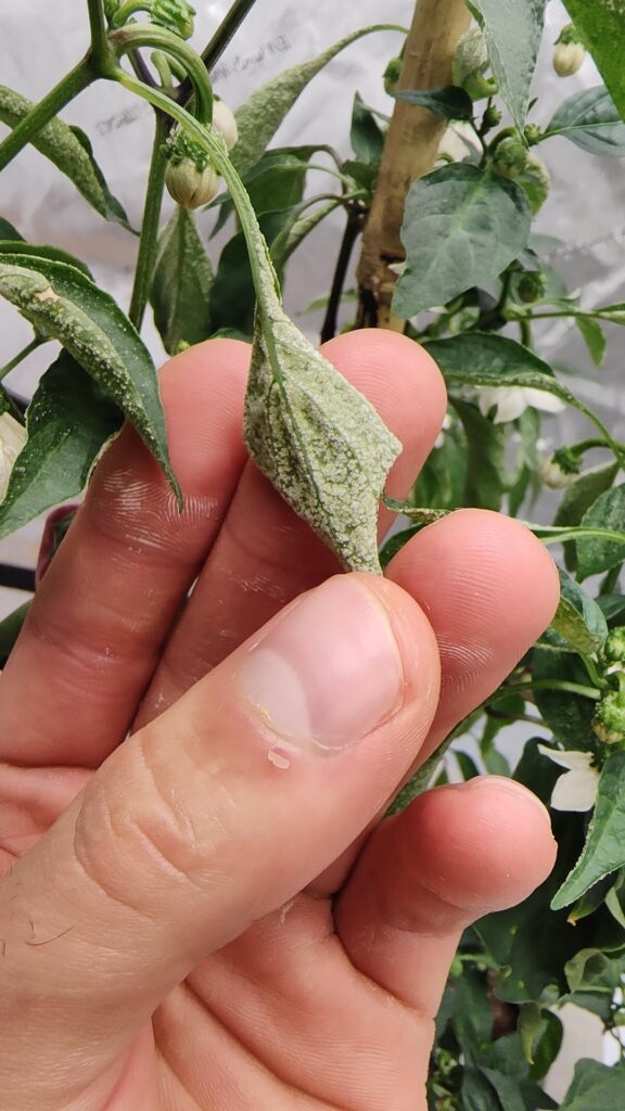 Is this Edema? Or Mildew, or something else?