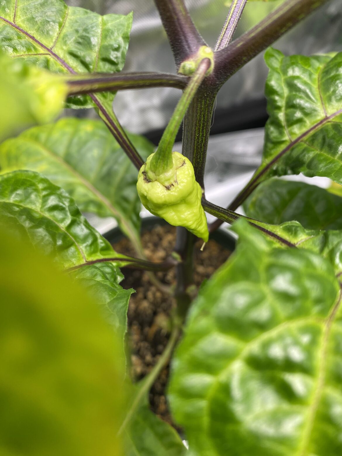 (RB003) from dried seeds to pods in ten weeks.